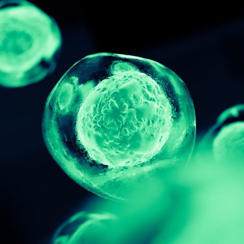 Embryonic stem cells
